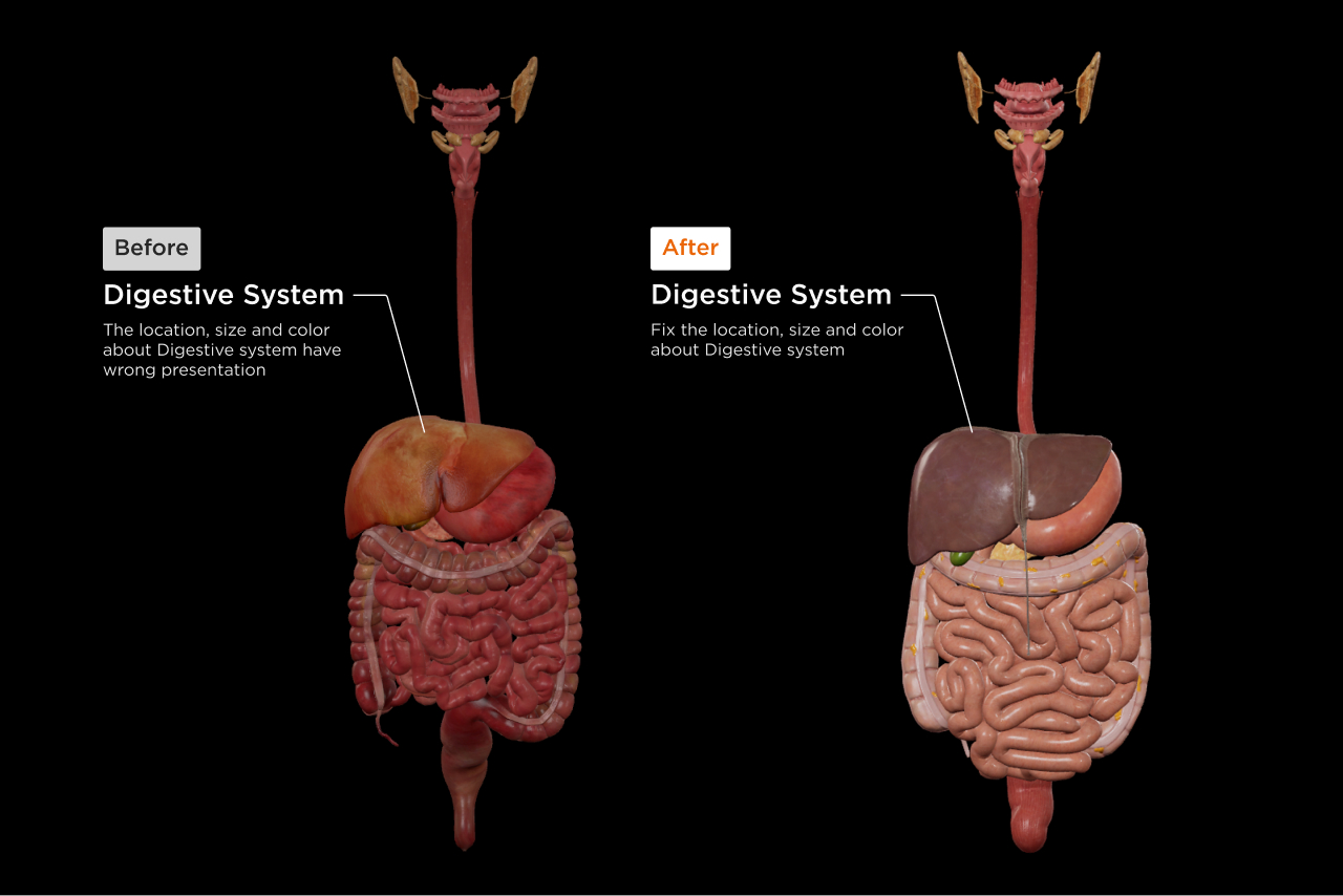 Human Anatomy VR App Digestive System
