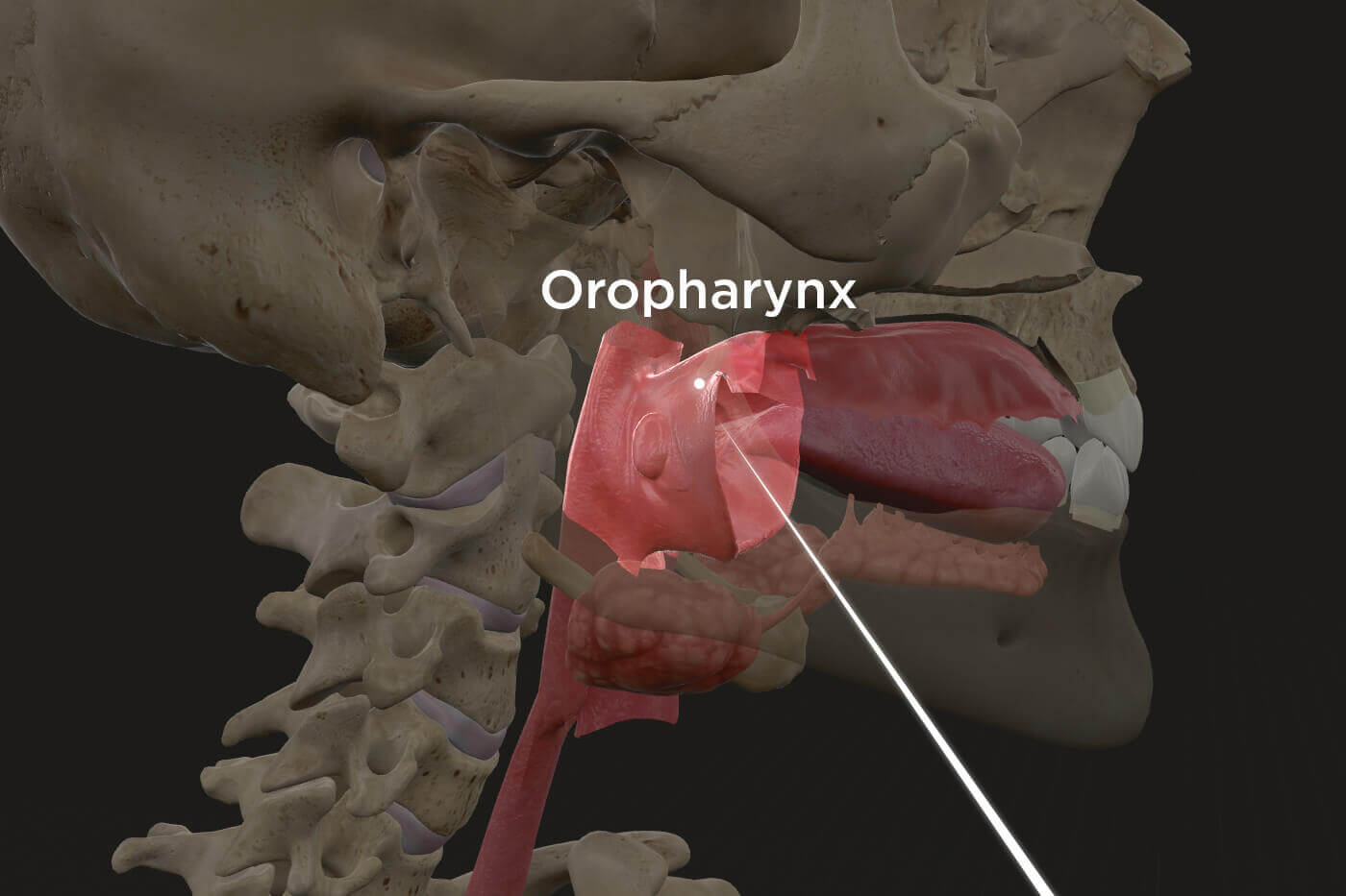 img-oropharynx